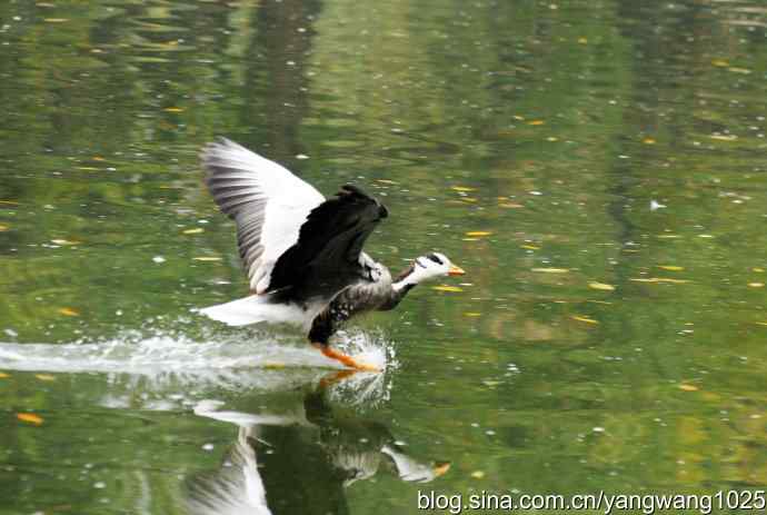 斑头雁（抓拍）3