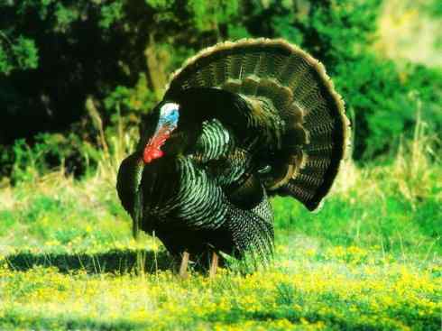 奇特的盔：眼斑吐绶鸡