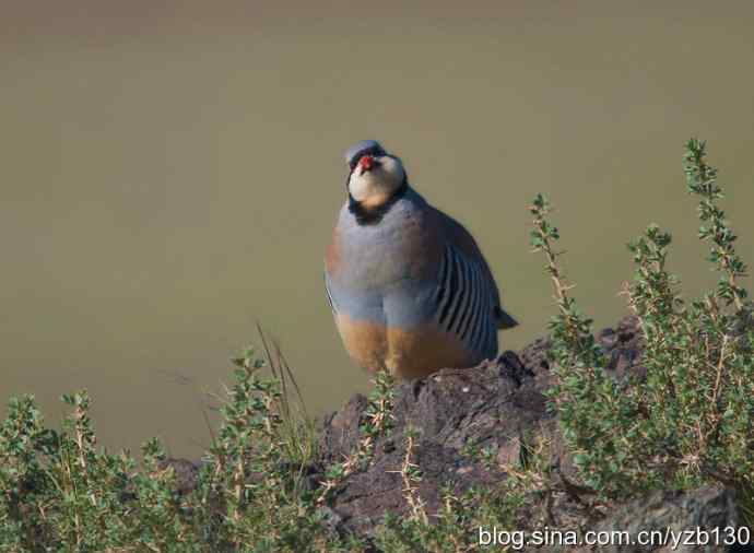 搂草打兔子（组图，15张图片）