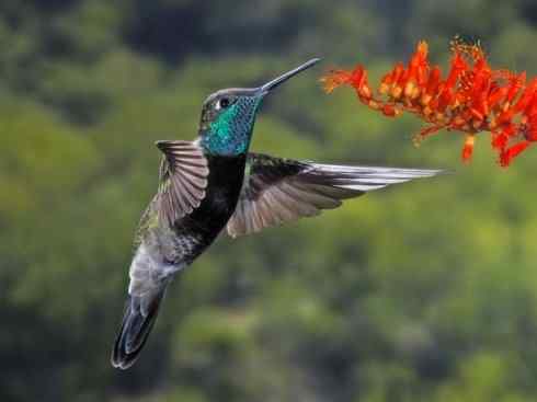 雀鸟也彪悍：别拿豆包不当干粮（蜂鸟）