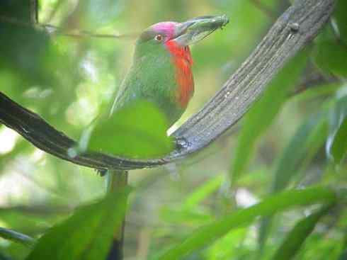 绝色攀禽:佛法僧目之蜂虎 绝色攀禽:佛法僧目之蜂虎