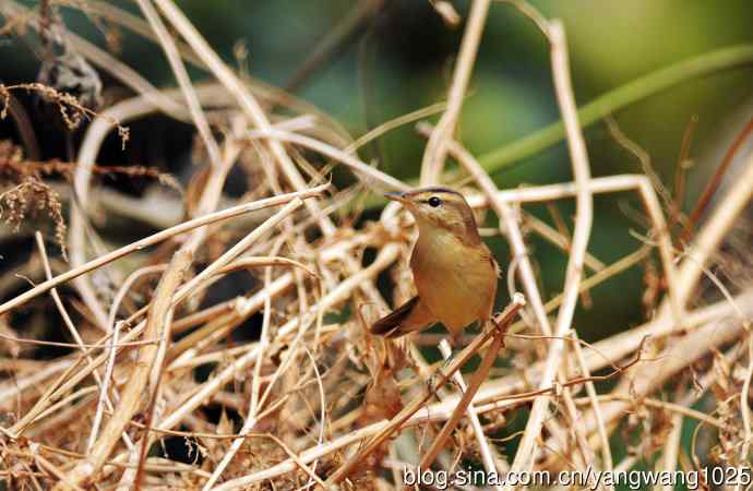 黑眉苇莺（3）