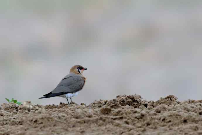 阿穆尔隼与普通燕鸻（生境）