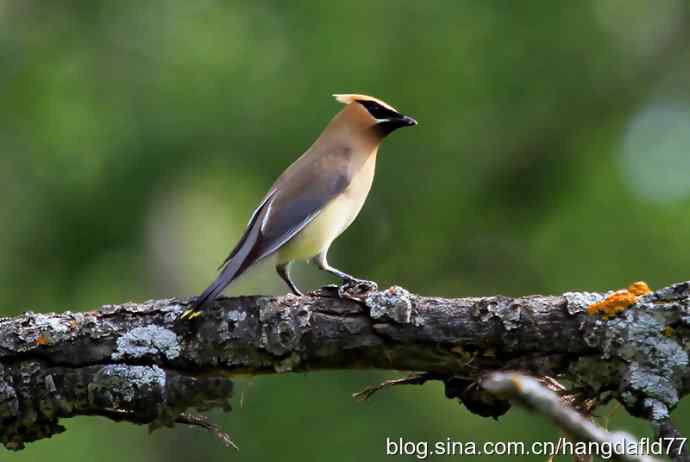 雪松太平鸟（4）
