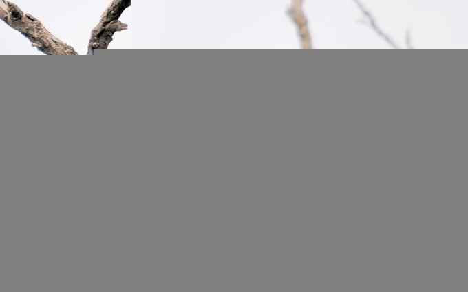 初识三宝鸟(组图) 初识三宝鸟(组图)