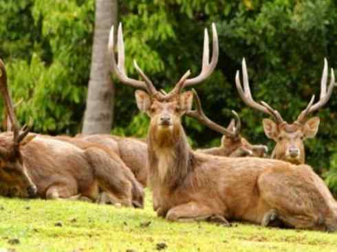麒麟：传说的兽原型探秘（梅花鹿）