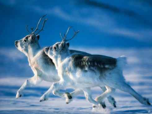 自然奇观：动物大迁徙(北美驯鹿长征)