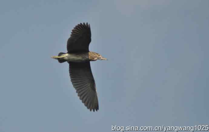 飞(夜鹭) wbr6 飞(夜鹭) wbr6