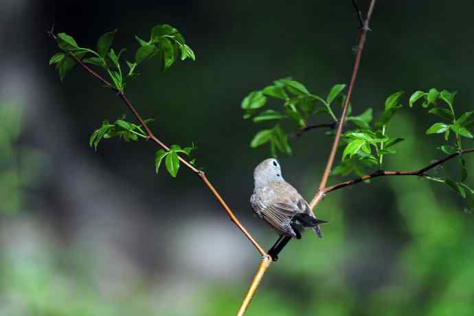 雄性红喉姬鹟（5）