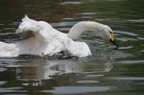 又到鄱阳湖拍鸟好季节