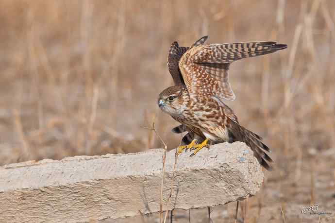 【野鸭湖的鸟】灰背隼