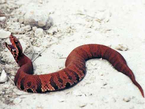 龙：传说的兽原型探秘（蝮蛇类）