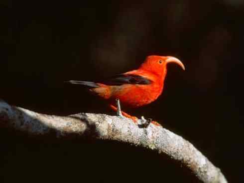 极品红色鸟类：镰嘴管舌鸟