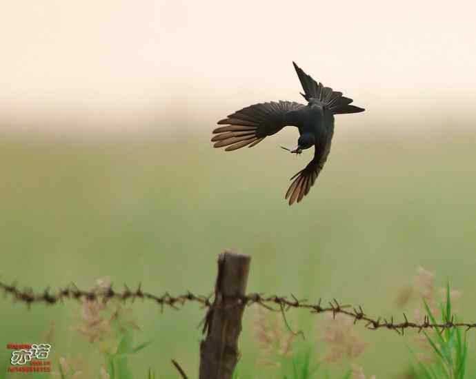 野鸭湖的黑衣舞者