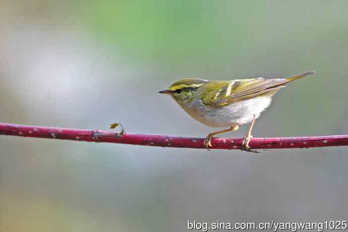 黄腰柳莺（21）