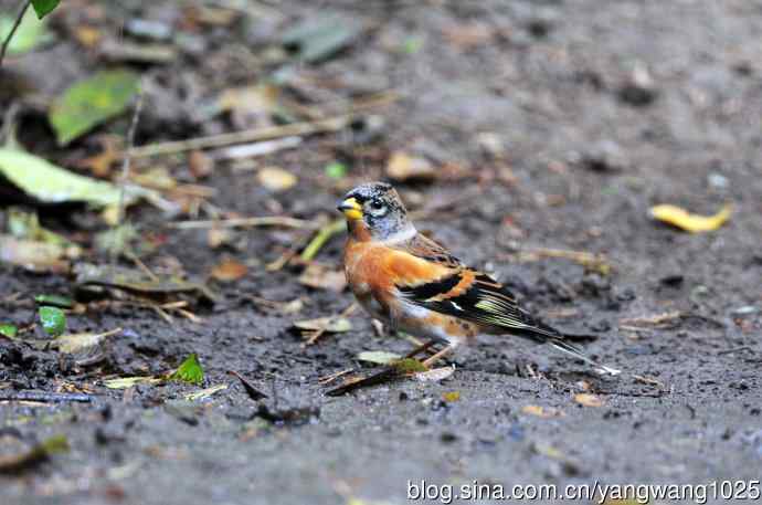 北京天坛公园的鸟类——燕雀（4）