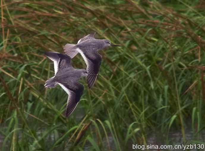 翘嘴鹬飞经小洋口（组图，10张图片）