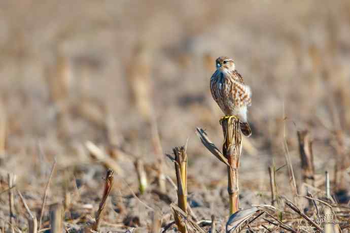 【野鸭湖的鸟】灰背隼