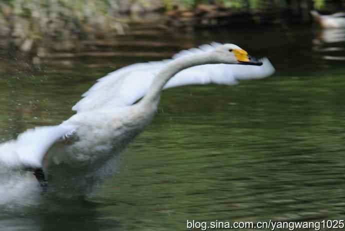 舞（天鹅之舞）