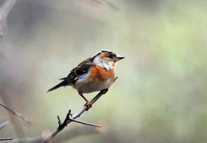 燕雀(抓拍)7 燕雀(抓拍)7