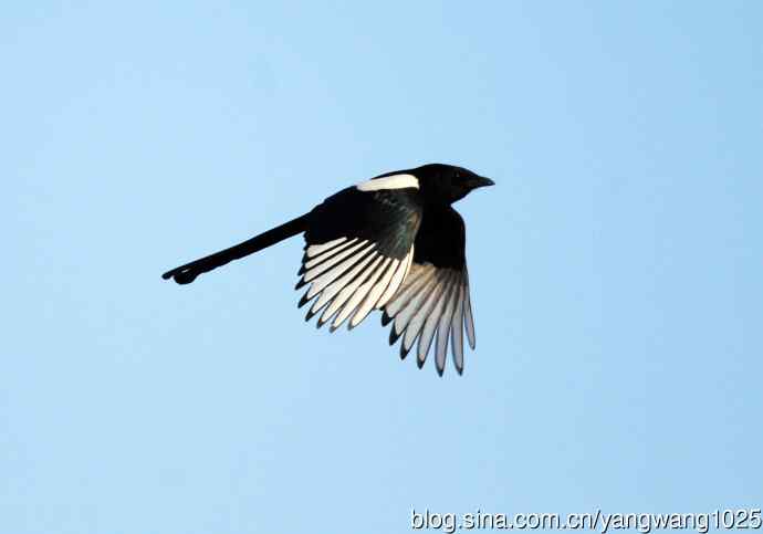 北京奥森公园的鸟类——抓拍飞翔的喜鹊（习作）2