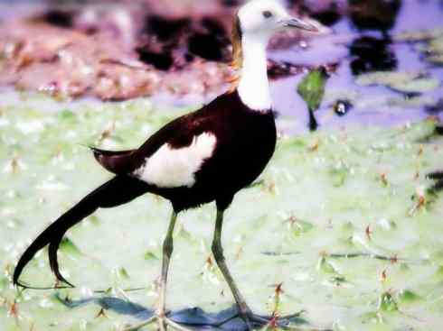 白头鸟系列：另类的美丽7（鸻鹬）