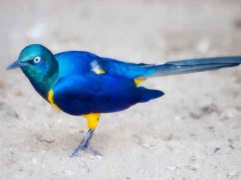 美丽无罪：雀鸟之辉椋鸟