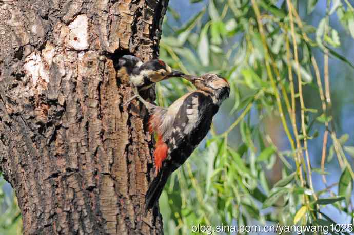 父子情深的大斑啄木鸟（2）