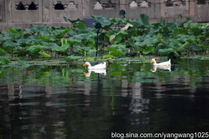 小鸳鸯与大白鸭