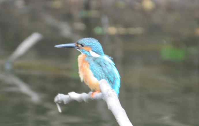 拍翠鸟（纪实）