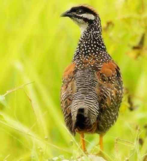 家禽驯化之源之九 家禽驯化之源之九