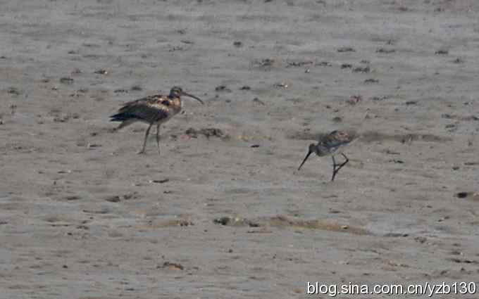 打到一只杓鹬，高兴ing鈥︹Γㄗ橥迹