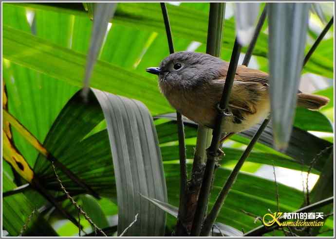 一组鸟片（3月25日）