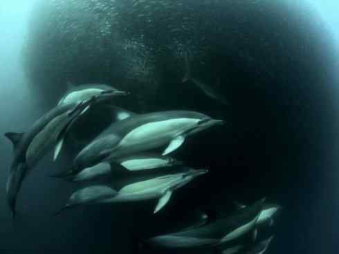 自然奇观：动物大迁徙(沙丁鱼)