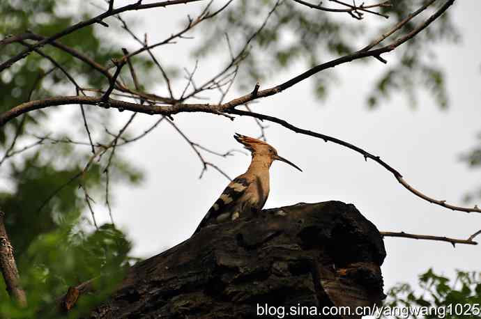 北京天坛公园的鸟类——父母的艰辛、儿女的期盼
