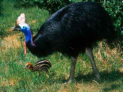 奇特的盔：鹤鸵