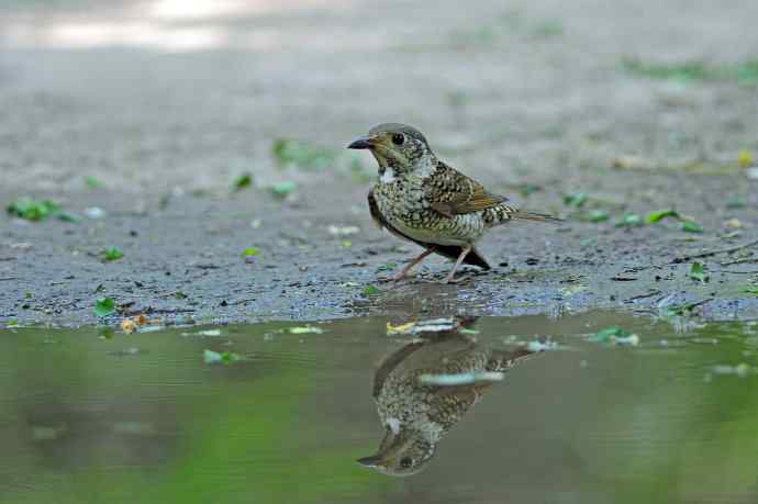 雌性白喉矶鸫（2）