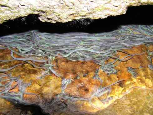 自然奇观：动物大迁徙(鳗鱼)