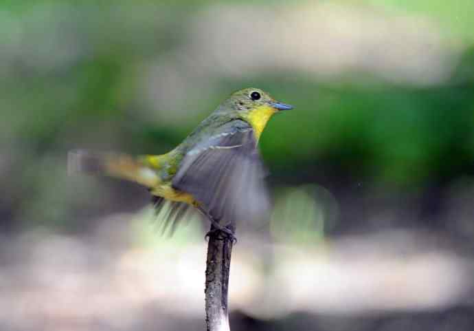 雌性绿背姬鶲(2) 雌性绿背姬鶲(2)