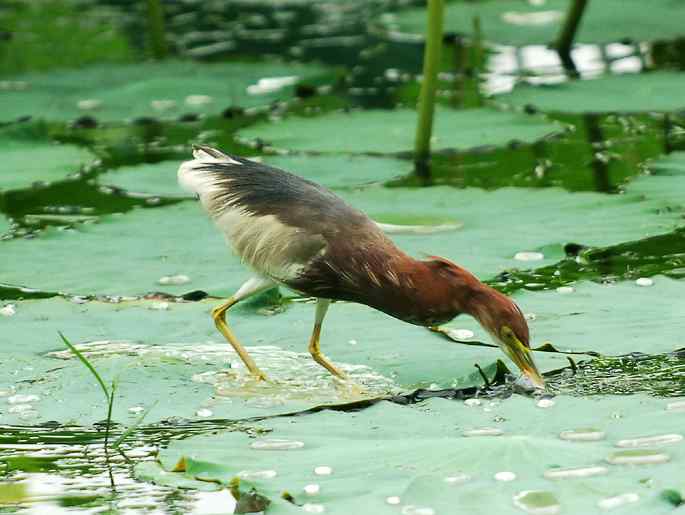 圆明园&nbsp;wbr路&nbsp;wbr荷塘深处觅食的池鹭