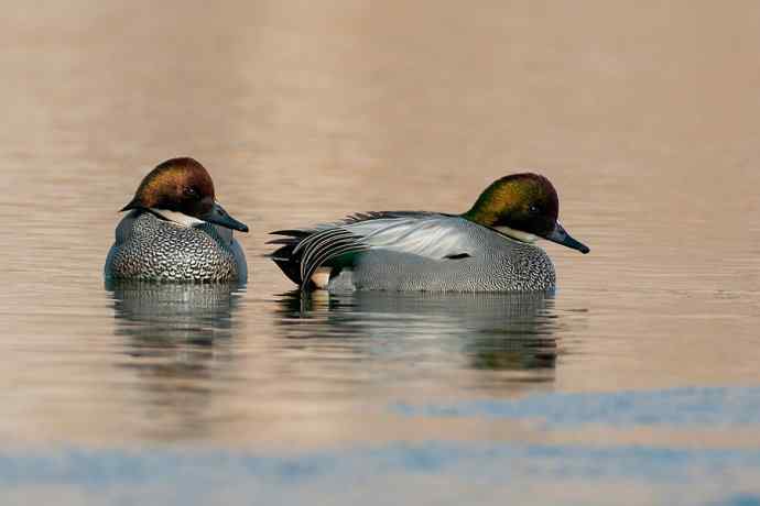 唐罗鸭 wbr八百里加急★ 唐罗鸭 wbr八百里加急★