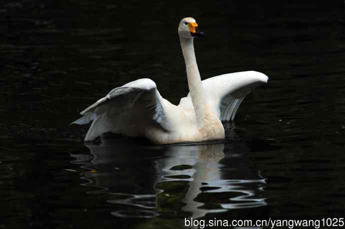白天鹅之舞（5）