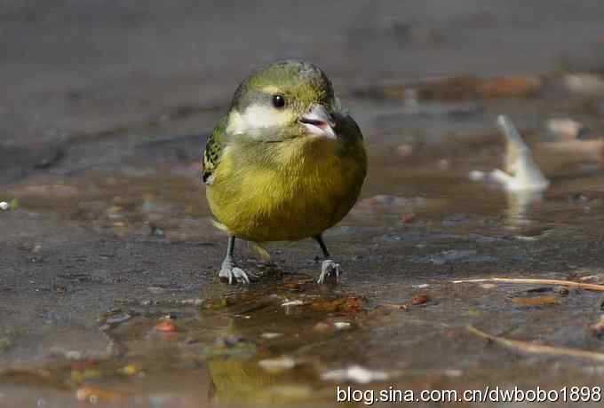 小鸟汲水图 wbrbobo打鸟歌