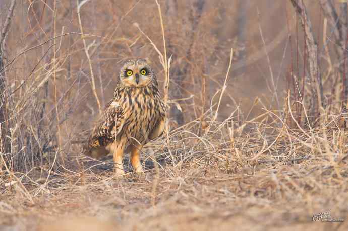 野鸭湖：盘点春天飞羽