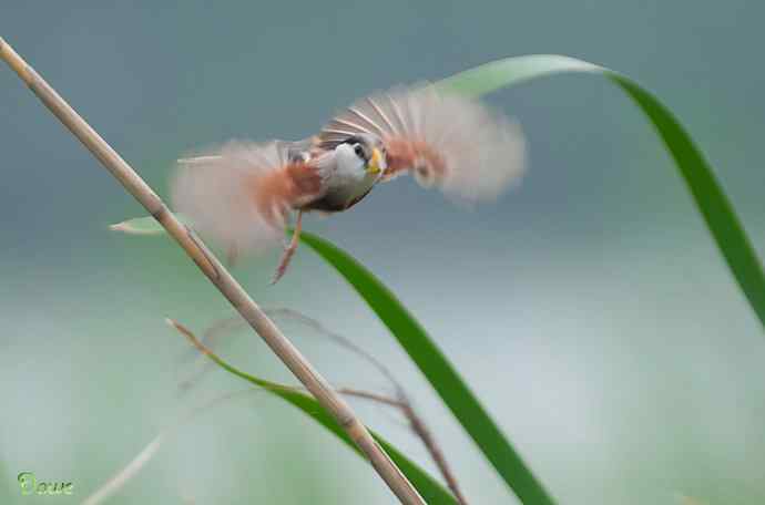 震旦鸦雀:芦野中的超然隐士* 震旦鸦雀:芦野中的超然隐士*