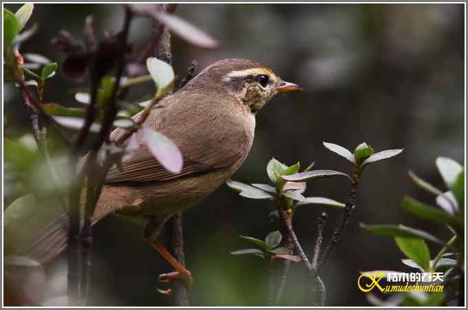 初遇鈥満至衡潯菊掌