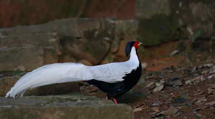 鹇鹭之洁---白鹇