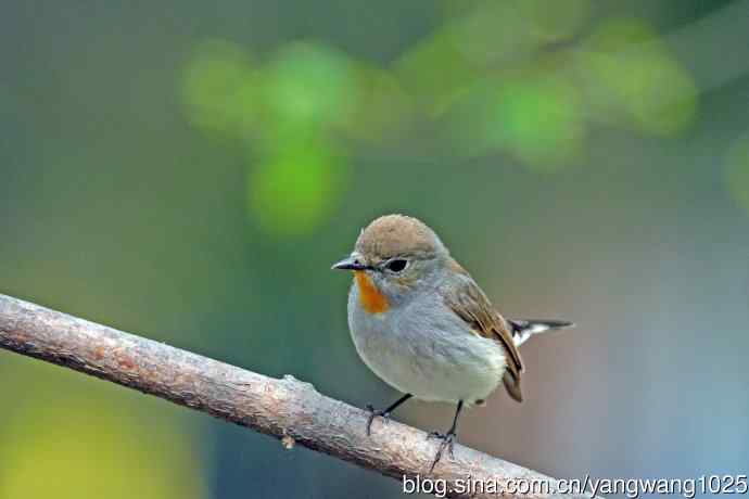雄性红喉姬鹟（16）