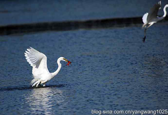 飞(白鹭)2 飞(白鹭)2
