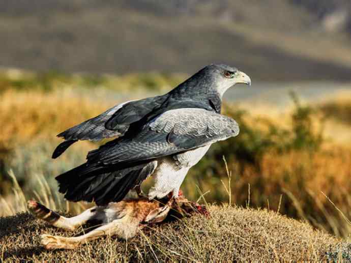 犬科：狐亚科伪狐属之阿根廷狐、山狐、达尔文狐